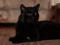 Шикарный котик в добрые руки, фотография 9