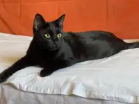 Чёрная кошка Агата мечтает обрести семью!, фотография 8