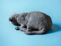 Котята канадского сфинкса, фотография 8
