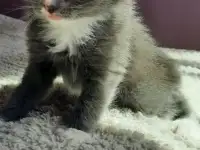 Котята ищут дом, фотография 2