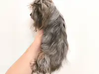 Эксклюзив.Чихуахуа окрас мерле и мини йорк., фотография 10