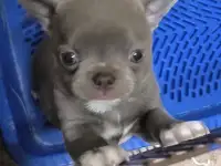 Чихуахуа лиловые, фотография 2