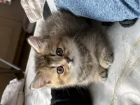 Шотландские вислоухие котята, фотография 6