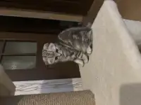 Шотландские котята, фотография 2