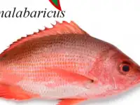 Ищу ПартнёраРеализатора, фотография 5
