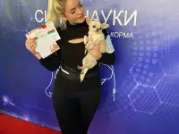 Чихуахуа девочка белая гладкошерстная, фотография 6