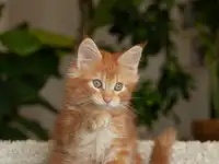 мальчик породы Мейн-кун, фотография 7