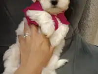 Щенок мальтезе, фотография 2