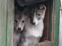 Продаются щенки западно-сибирской лайки, фотография 2