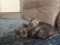 Котята, фотография 6