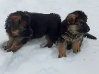 Щенки Немецкой овчарки, фотография 11