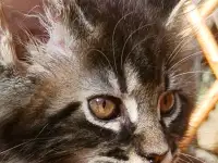 Котята Мейн-кун, фотография 6