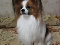 Кобель для вязки