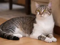 Умный и добрый кот Ромка в дар, фотография 6