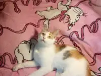 Трехцветная кошка Ванилька в самые добрые ручки!, фотография 8