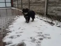Отдам в хорошие руки, фотография 2