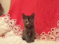 Котята в хорошие руки, фотография 2