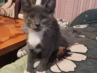 Котята, фотография 2