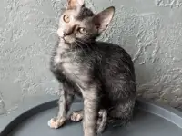 Ликой котята, фотография 6