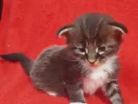 Котята мейн кун, фотография 3