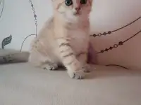 Котенок