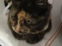 СОС! КОШКА В ДАР! ГРОЗИТ УЛИЦА!