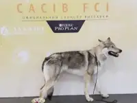 Щенки Чехословацкий влчак, фотография 2