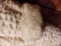 Продажа шубки