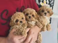 мини мальтипу ф1 девочка и мальчик  maltipoo f1 girl, фотография 6