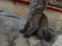 Британские котята, фотография 3