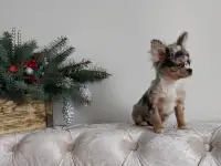Чихуахуа мини мальчик.Эксклюзив., фотография 10