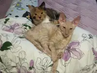 Котята, фотография 3