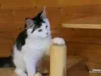 Мейн-кун котёнок  мальчик, фотография 3