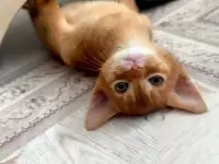 Абиссинские котята