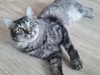 Очаровательная кошечка в добрые руки, фотография 3