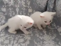 Красивые котята в дар, фотография 3