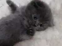 Котята вислоухие шотландские, фотография 7