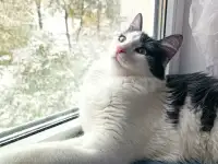 Кот СЕНЯ ищет дом, фотография 4