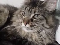 Мейн Кун, фотография 2