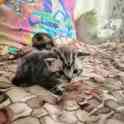 Шотландские котята, фотография 5