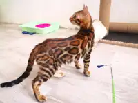 Бенгальские котята мальчики и девочки, фотография 2