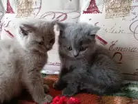 Котята британской породы., фотография 3