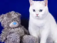 Шотландские котята, фотография 3
