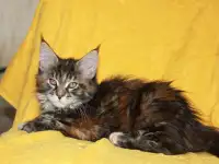 3 Котенок МЕЙН кун, фотография 3
