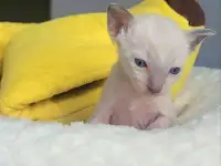 Котята Корниш-рекс родились 17.04.2024, фотография 2
