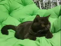 Котята британцы, фотография 11