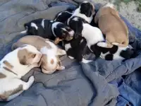 Щенки эстонской гончей
