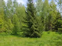 Участок между двух озёр и реки, Витебская обл, ушачский р, жаркий сс, д. Пряники, фотография 3