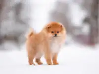 Мальчик шпица, фотография 5