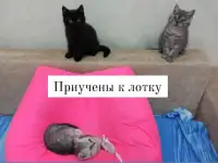 Продаются британские котята, фотография 6